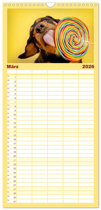 Süße Schnauzen (CALVENDO Familienplaner 2026)