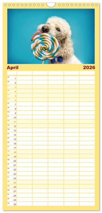 Süße Schnauzen (CALVENDO Familienplaner 2026)