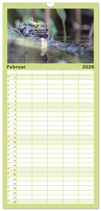Fröhliche Frösche (CALVENDO Familienplaner 2026)