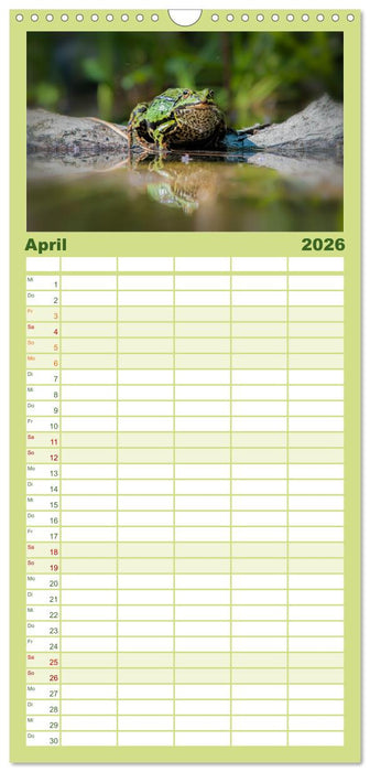 Fröhliche Frösche (CALVENDO Familienplaner 2026)