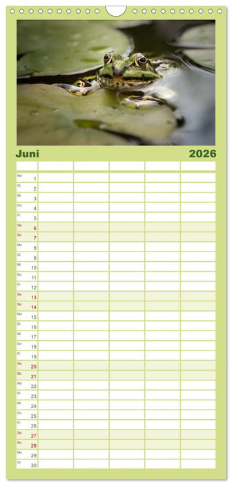 Fröhliche Frösche (CALVENDO Familienplaner 2026)