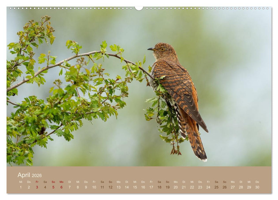 Jenseits der Zäune (CALVENDO Wandkalender 2026)