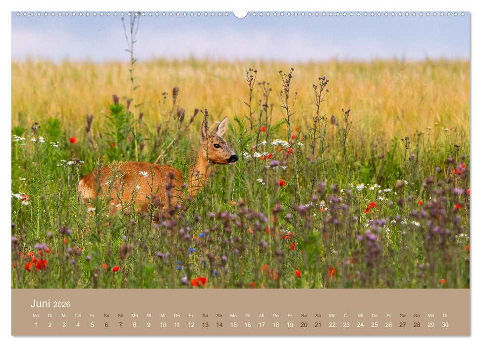 Jenseits der Zäune (CALVENDO Wandkalender 2026)