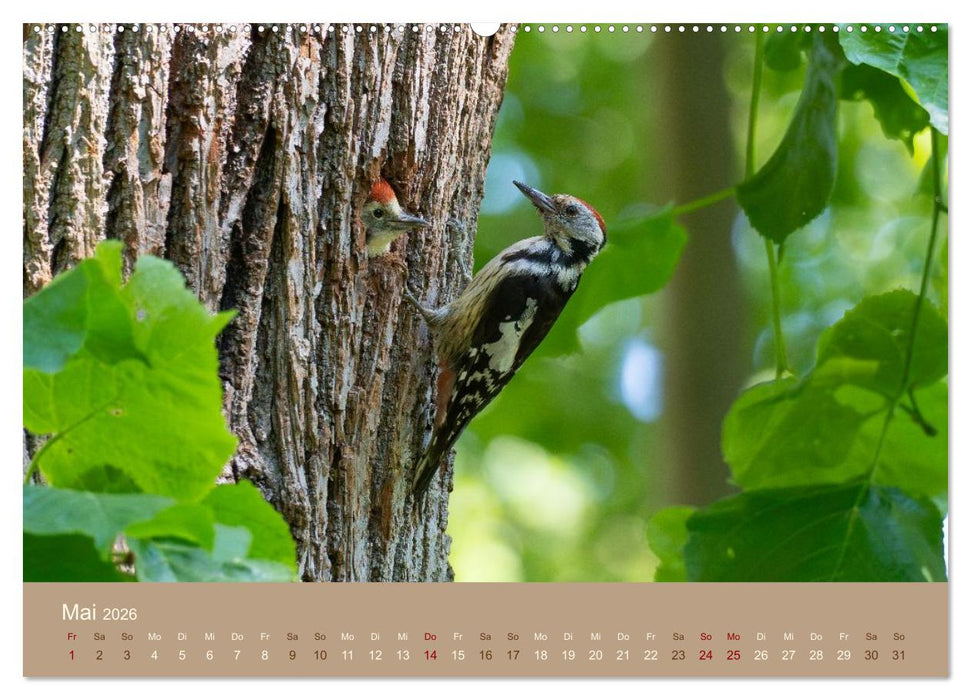 Jenseits der Zäune (CALVENDO Premium Wandkalender 2026)