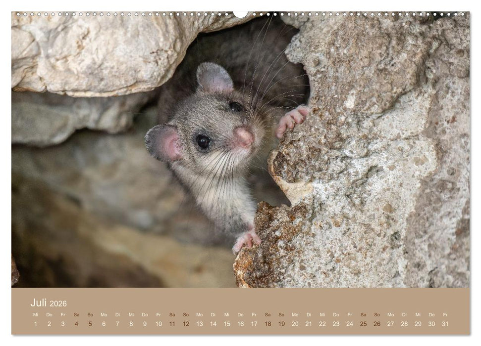 Jenseits der Zäune (CALVENDO Premium Wandkalender 2026)