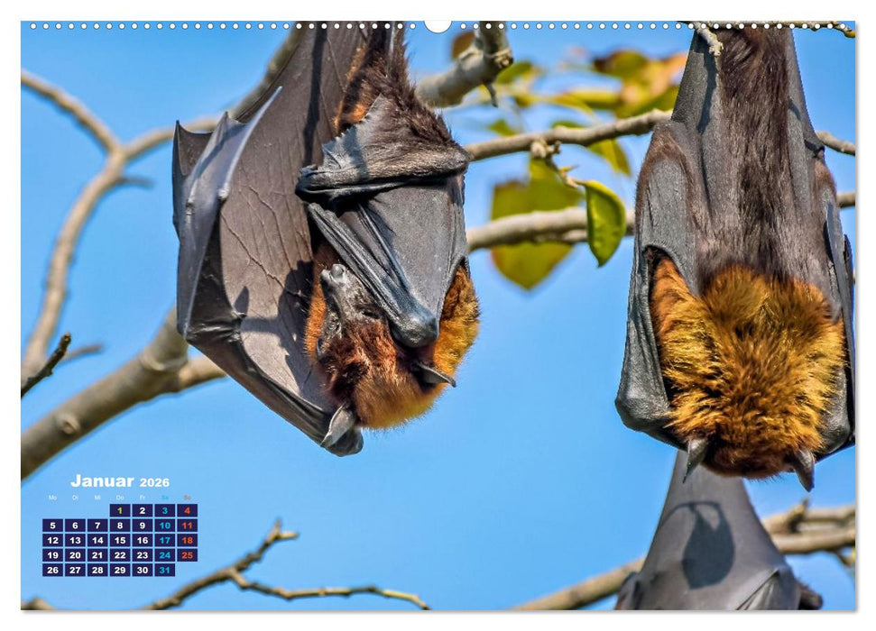 Flughunde - Meister der Nacht (CALVENDO Wandkalender 2026)