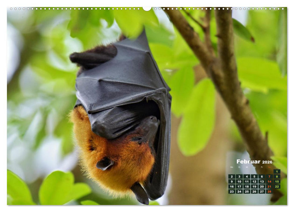 Flughunde - Meister der Nacht (CALVENDO Wandkalender 2026)