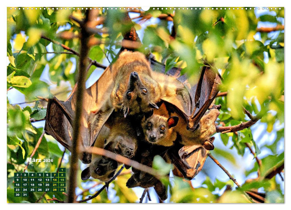 Flughunde - Meister der Nacht (CALVENDO Premium Wandkalender 2026)