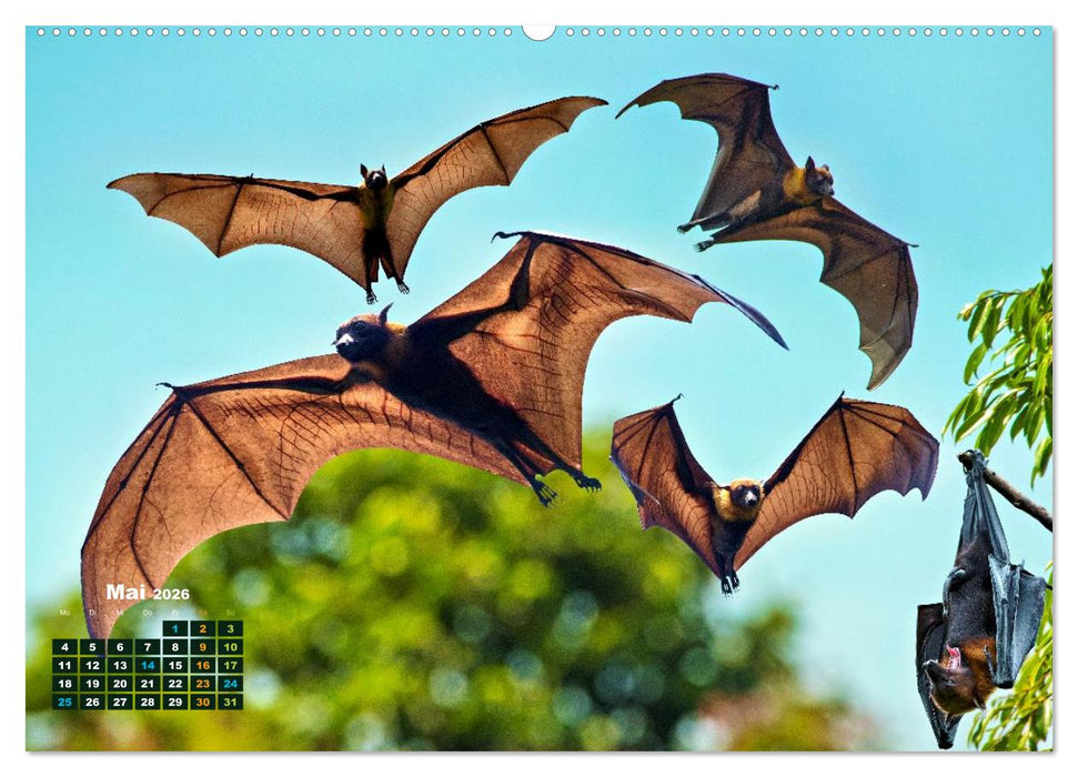 Flughunde - Meister der Nacht (CALVENDO Premium Wandkalender 2026)