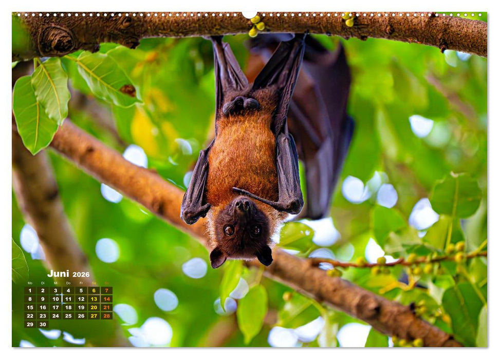 Flughunde - Meister der Nacht (CALVENDO Premium Wandkalender 2026)
