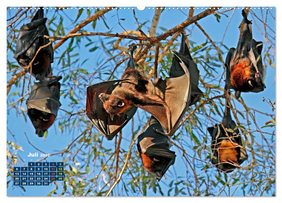 Flughunde - Meister der Nacht (CALVENDO Premium Wandkalender 2026)
