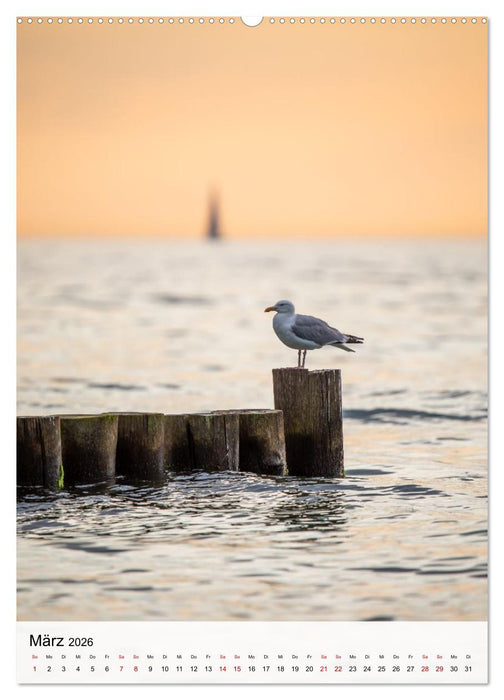 Fischland-Darß-Zingst - Im Licht des Nordens (CALVENDO Premium Wandkalender 2026)