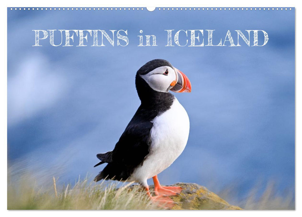 Puffins in Iceland (CALVENDO Monthly Calendar 2026)