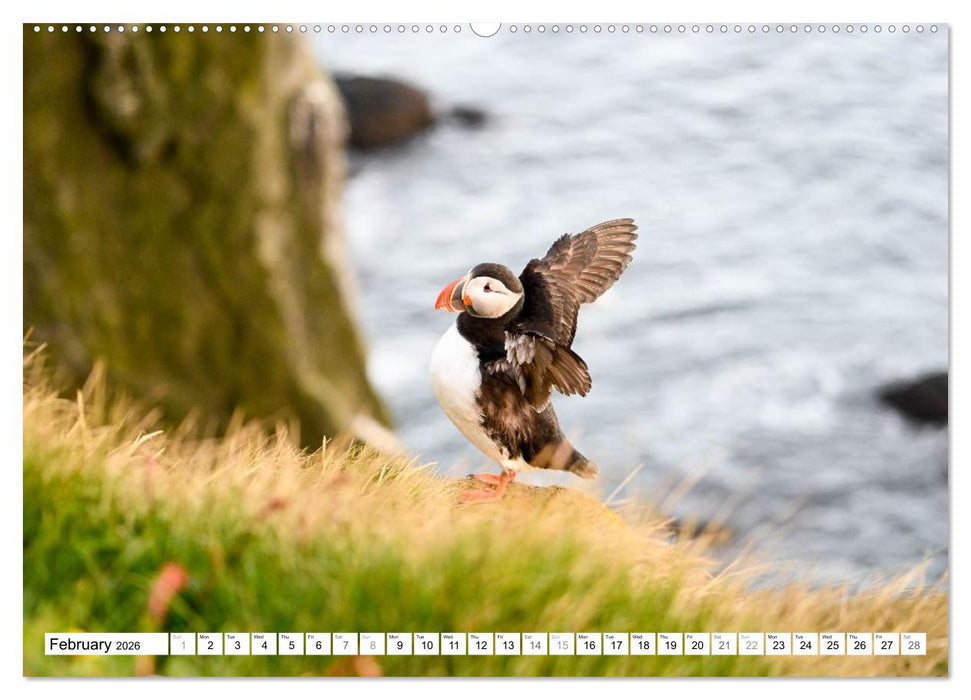 Puffins in Iceland (CALVENDO Monthly Calendar 2026)