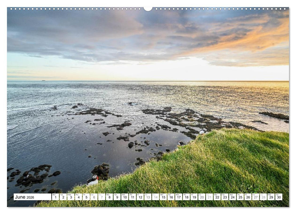 Puffins in Iceland (CALVENDO Monthly Calendar 2026)
