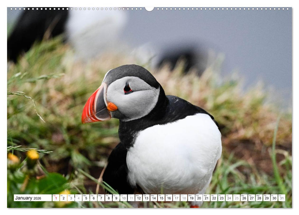 Puffins in Iceland (CALVENDO Premium-Calendar 2026)