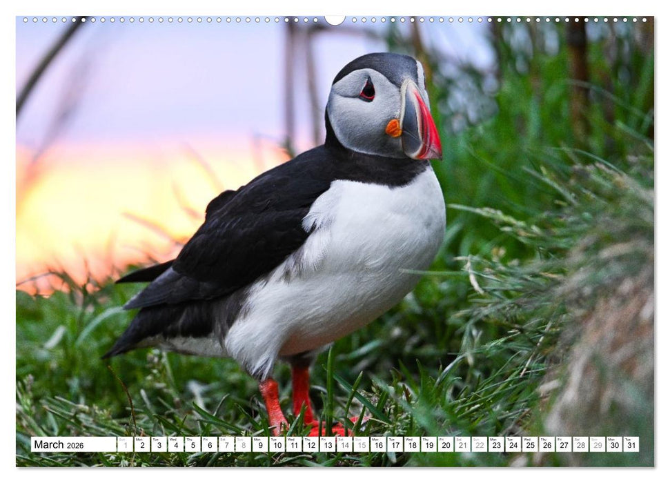 Puffins in Iceland (CALVENDO Premium-Calendar 2026)