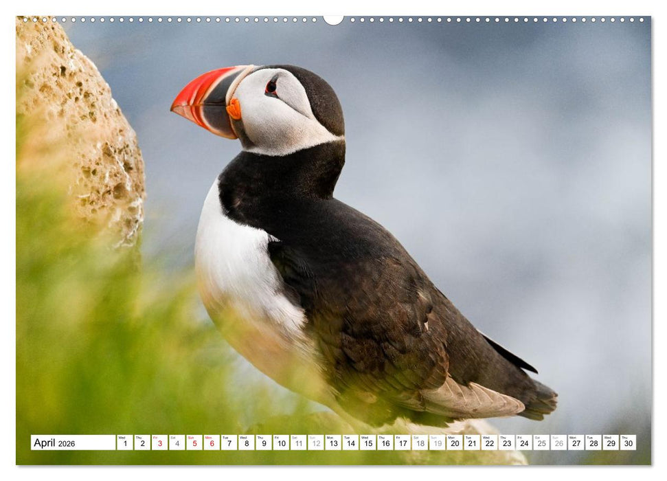 Puffins in Iceland (CALVENDO Premium-Calendar 2026)