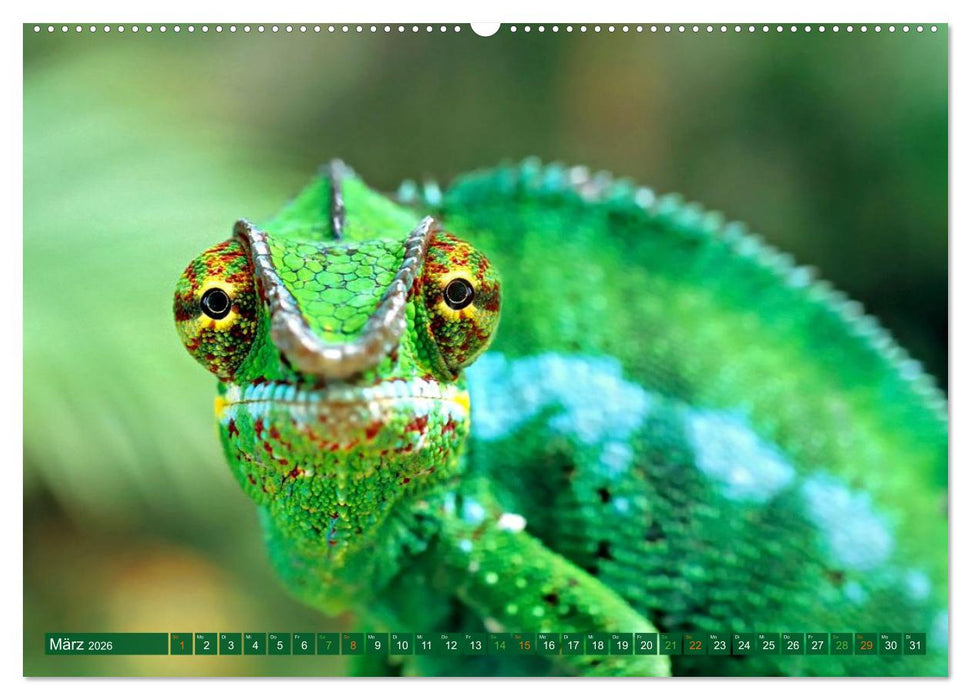 Chamäleon - exotisches Reptil (CALVENDO Wandkalender 2026)