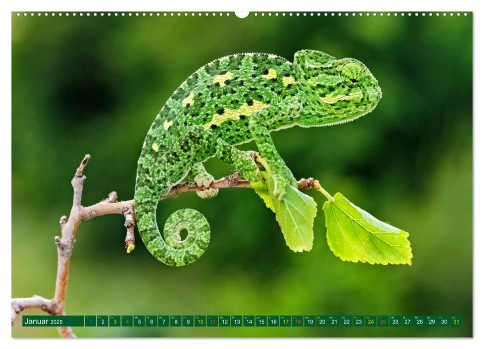 Chamäleon - exotisches Reptil (CALVENDO Premium Wandkalender 2026)