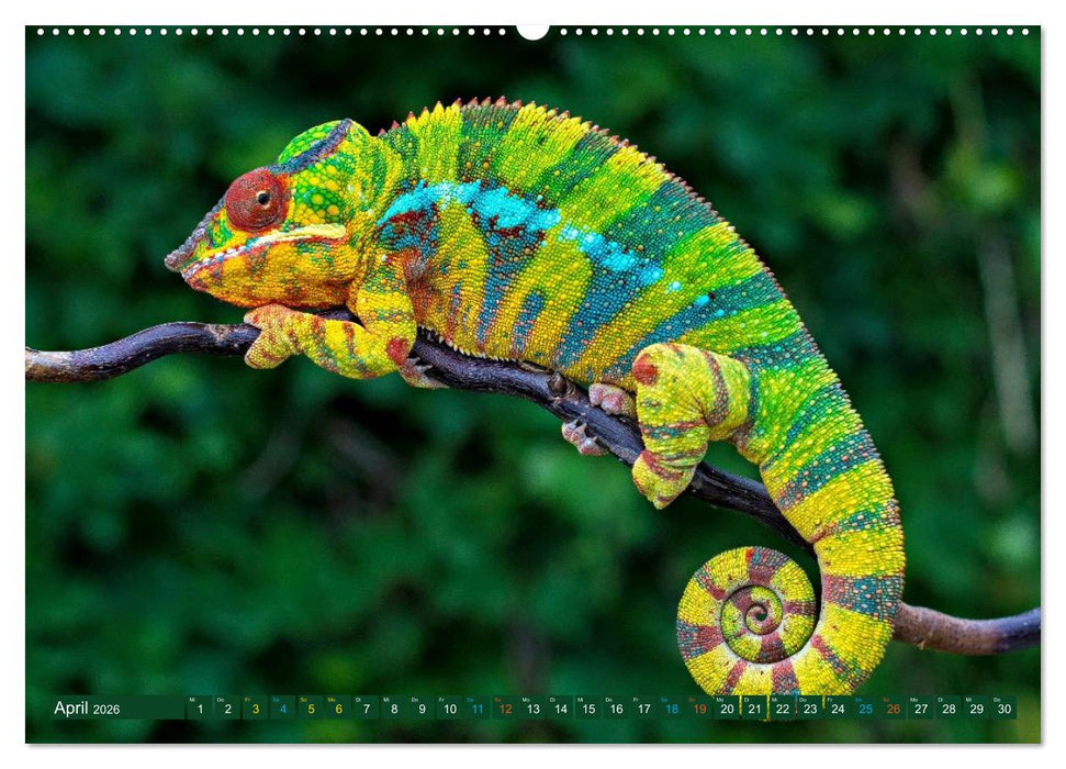 Chamäleon - exotisches Reptil (CALVENDO Premium Wandkalender 2026)