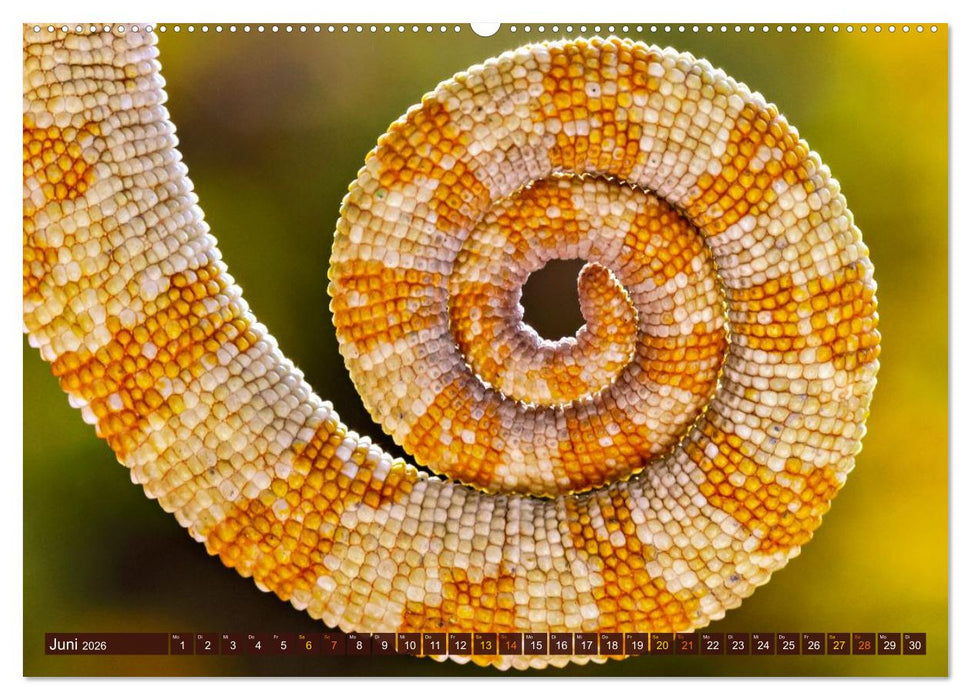 Chamäleon - exotisches Reptil (CALVENDO Premium Wandkalender 2026)