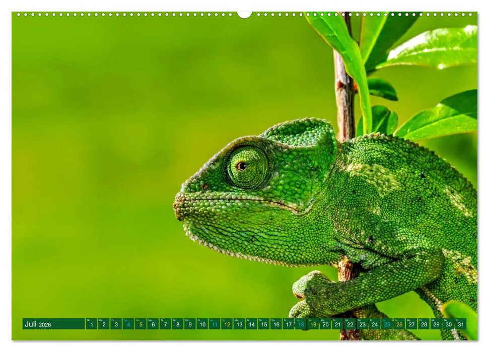 Chamäleon - exotisches Reptil (CALVENDO Premium Wandkalender 2026)