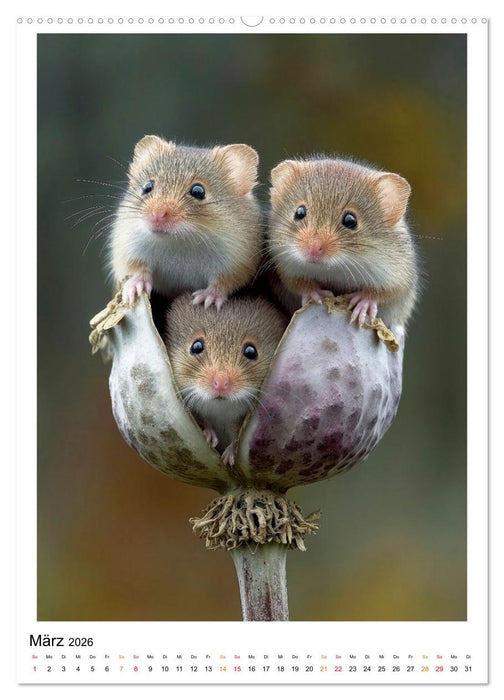 Mäuse - Alarm im Mohnfeld (CALVENDO Premium Wandkalender 2026)