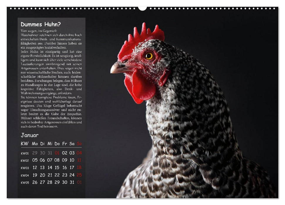 Von der Einzigartigkeit der Hühner 2026 (CALVENDO Premium Wandkalender 2026)