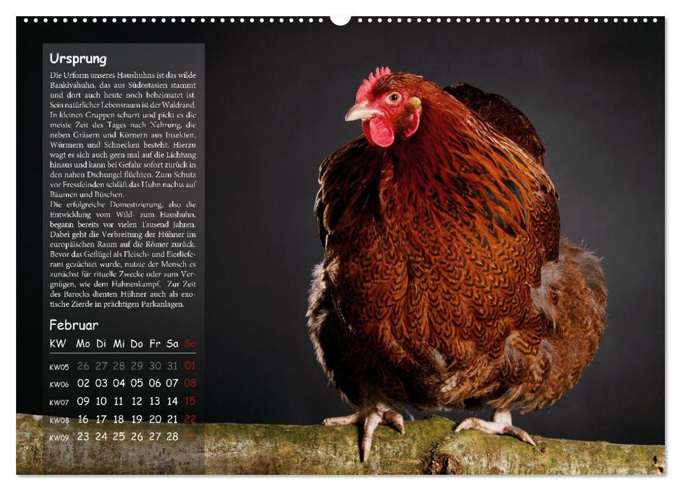 Von der Einzigartigkeit der Hühner 2026 (CALVENDO Premium Wandkalender 2026)