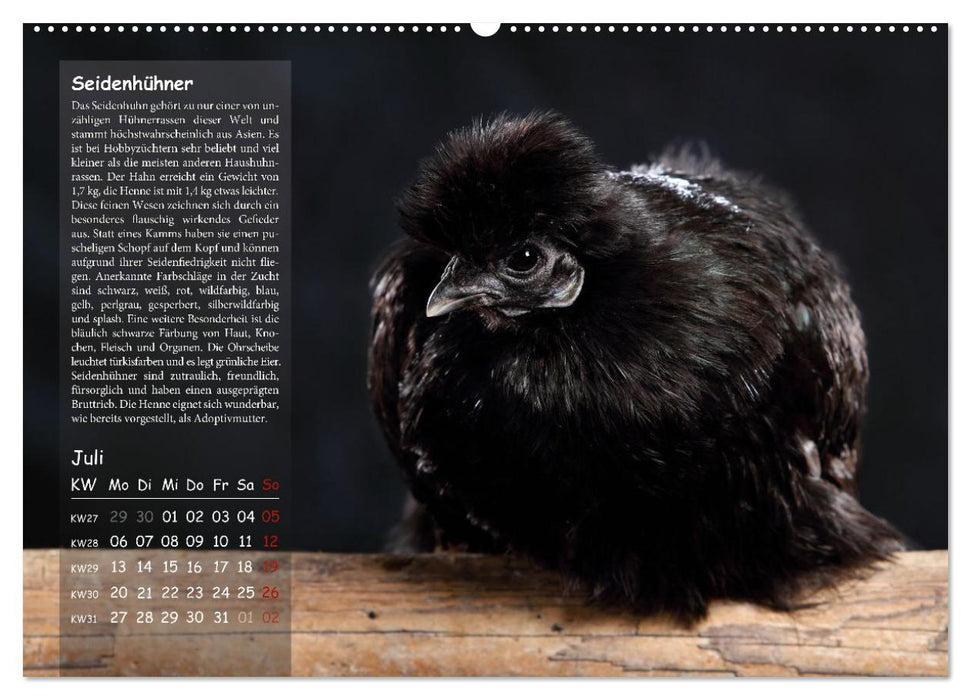 Von der Einzigartigkeit der Hühner 2026 (CALVENDO Premium Wandkalender 2026)