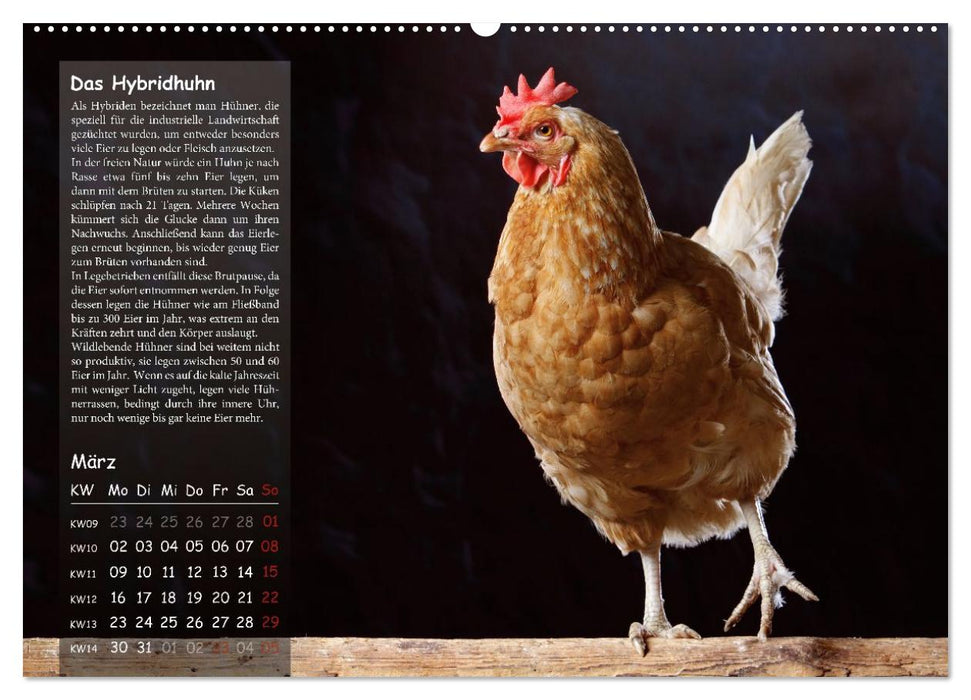 Von der Einzigartigkeit der Hühner 2026 (CALVENDO Wandkalender 2026)
