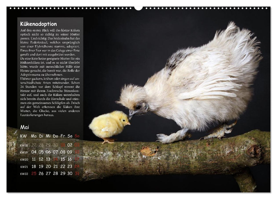 Von der Einzigartigkeit der Hühner 2026 (CALVENDO Wandkalender 2026)