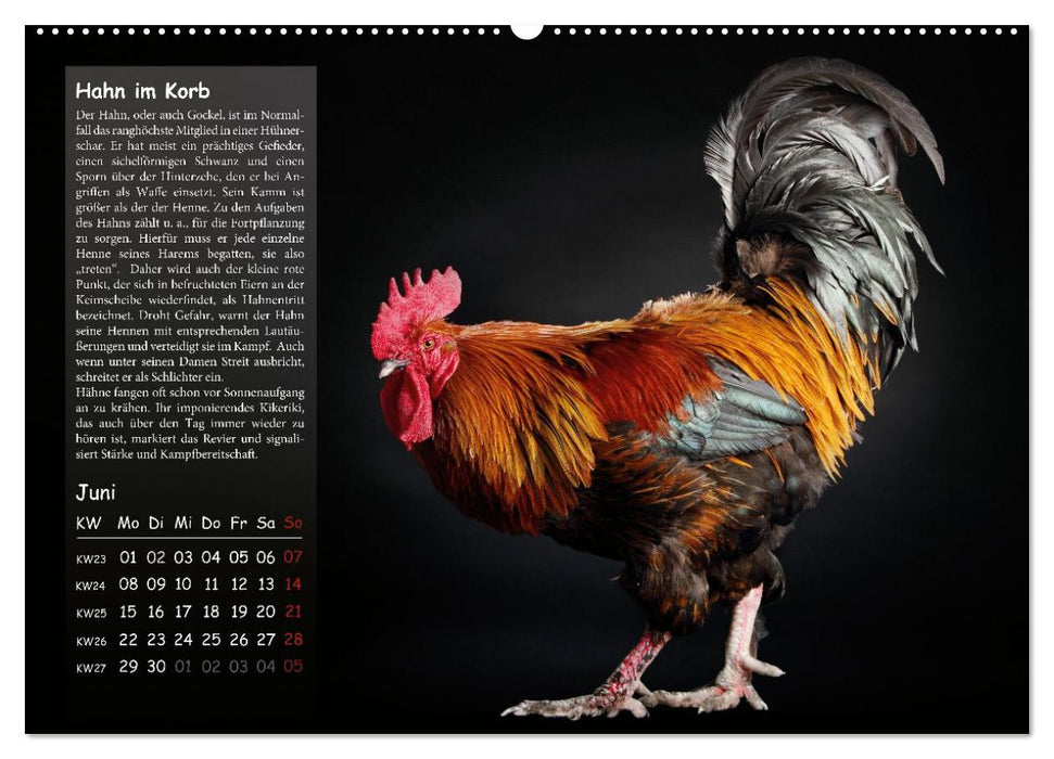 Von der Einzigartigkeit der Hühner 2026 (CALVENDO Wandkalender 2026)