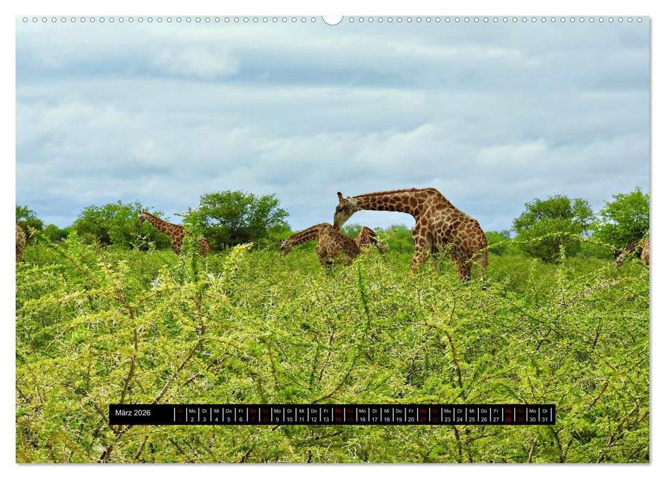 Afrika - Vielfalt in Flora und Fauna (CALVENDO Premium Wandkalender 2026)