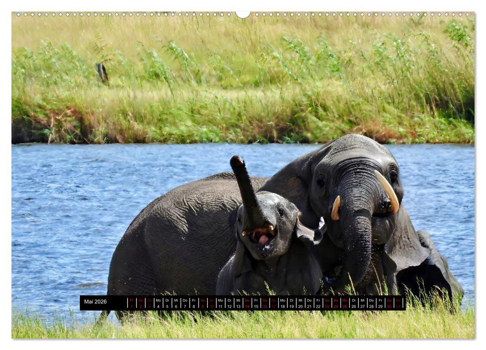Afrika - Vielfalt in Flora und Fauna (CALVENDO Premium Wandkalender 2026)