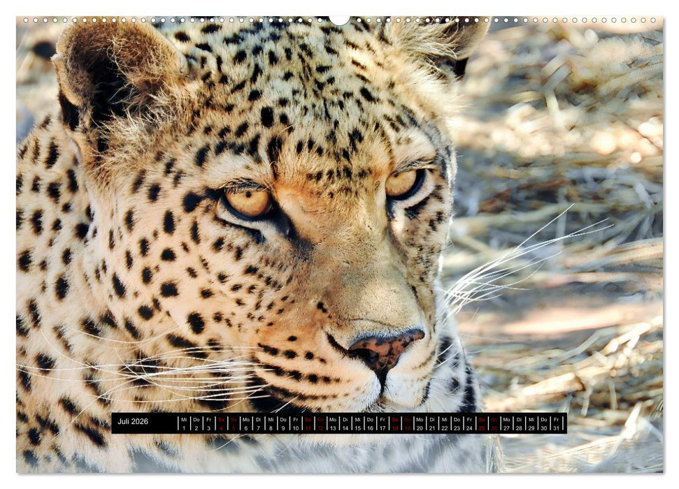 Afrika - Vielfalt in Flora und Fauna (CALVENDO Premium Wandkalender 2026)