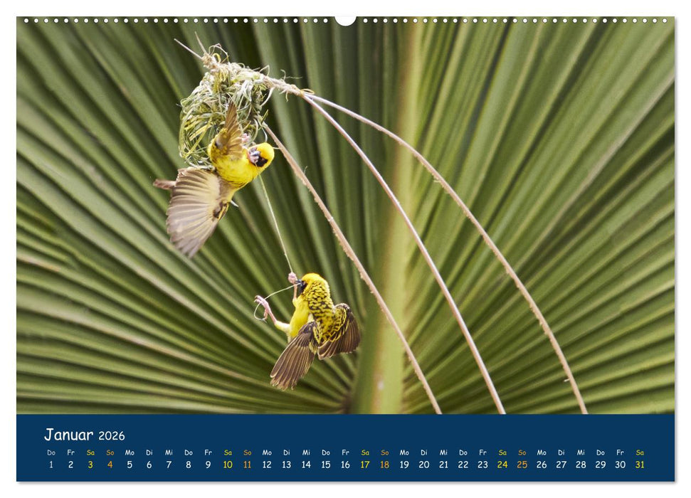 Faszinierende Tierwelt von Mauritius - Magische Momente der Natur (CALVENDO Wandkalender 2026)
