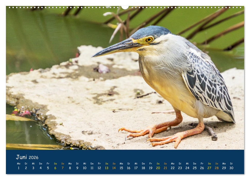 Faszinierende Tierwelt von Mauritius - Magische Momente der Natur (CALVENDO Wandkalender 2026)