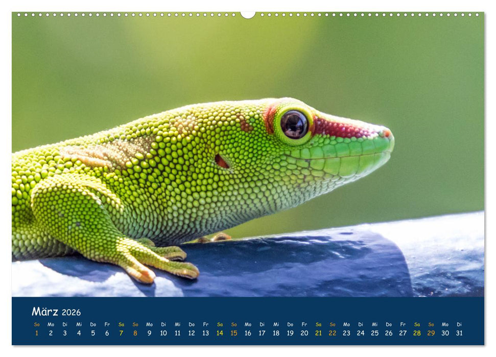 Faszinierende Tierwelt von Mauritius - Magische Momente der Natur (CALVENDO Premium Wandkalender 2026)
