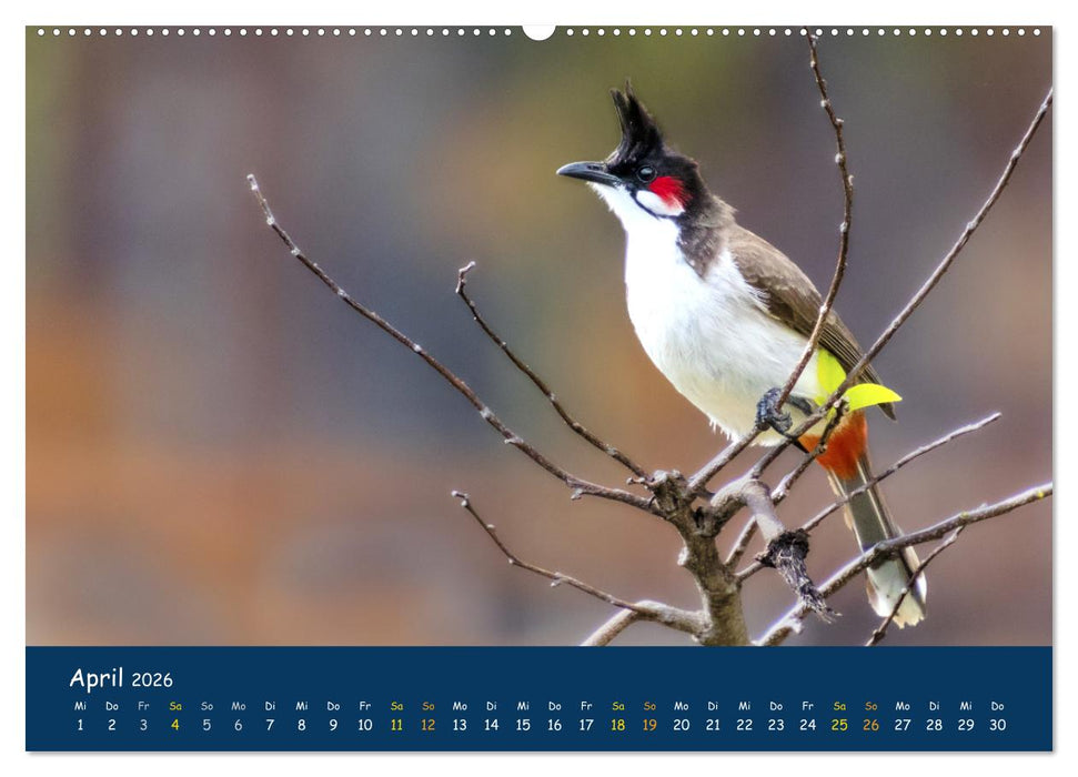 Faszinierende Tierwelt von Mauritius - Magische Momente der Natur (CALVENDO Premium Wandkalender 2026)