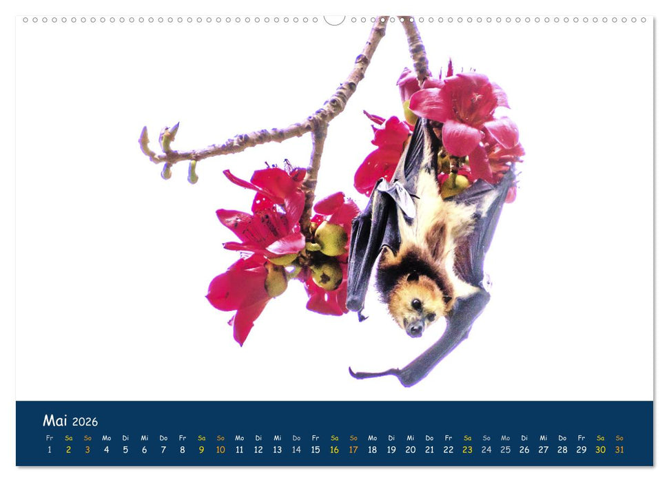 Faszinierende Tierwelt von Mauritius - Magische Momente der Natur (CALVENDO Premium Wandkalender 2026)