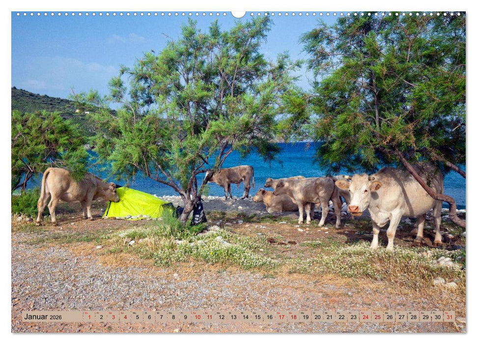Auf Weideflächen und Hochweiden (CALVENDO Wandkalender 2026)