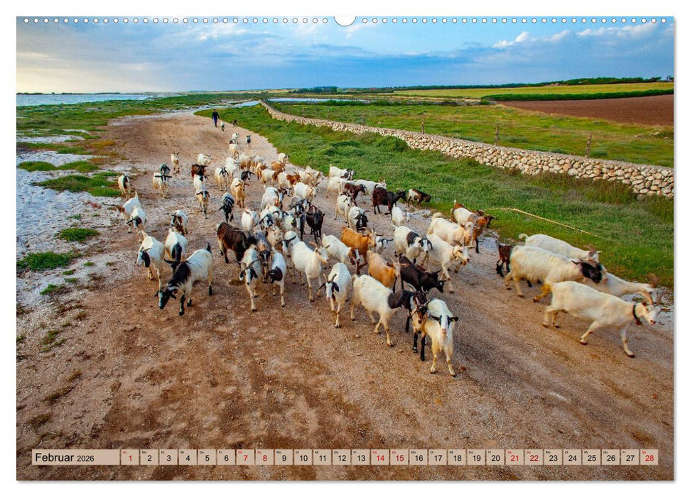 Auf Weideflächen und Hochweiden (CALVENDO Wandkalender 2026)