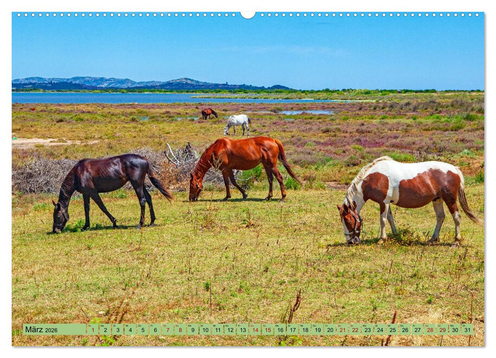 Auf Weideflächen und Hochweiden (CALVENDO Wandkalender 2026)