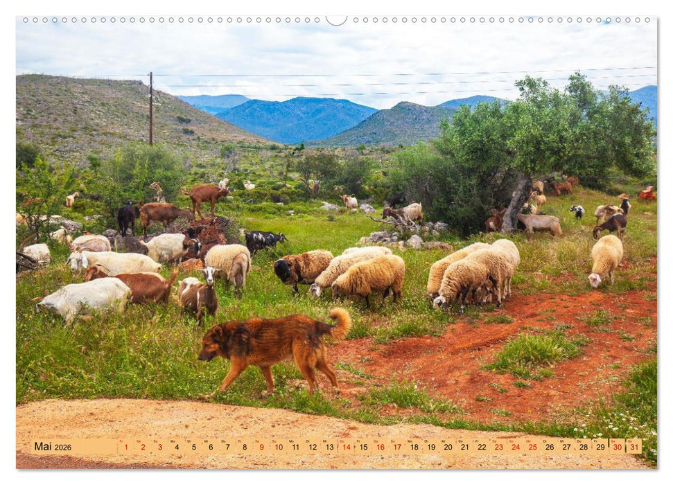 Auf Weideflächen und Hochweiden (CALVENDO Wandkalender 2026)