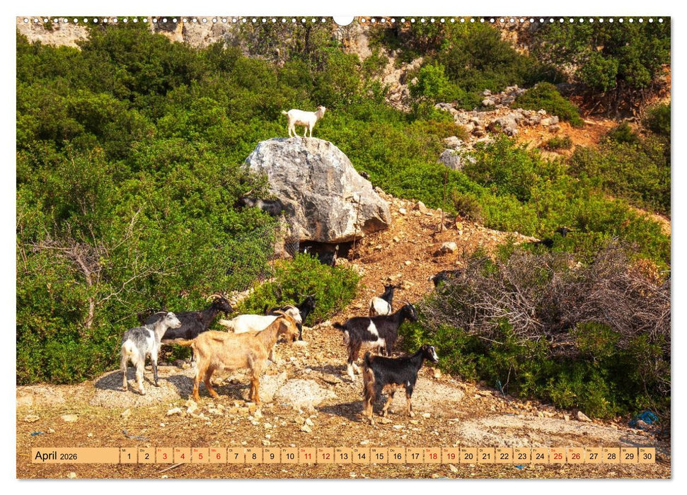 Auf Weideflächen und Hochweiden (CALVENDO Premium Wandkalender 2026)