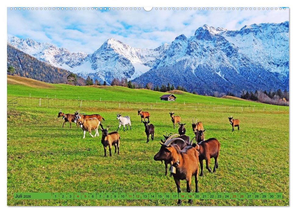 Auf Weideflächen und Hochweiden (CALVENDO Premium Wandkalender 2026)