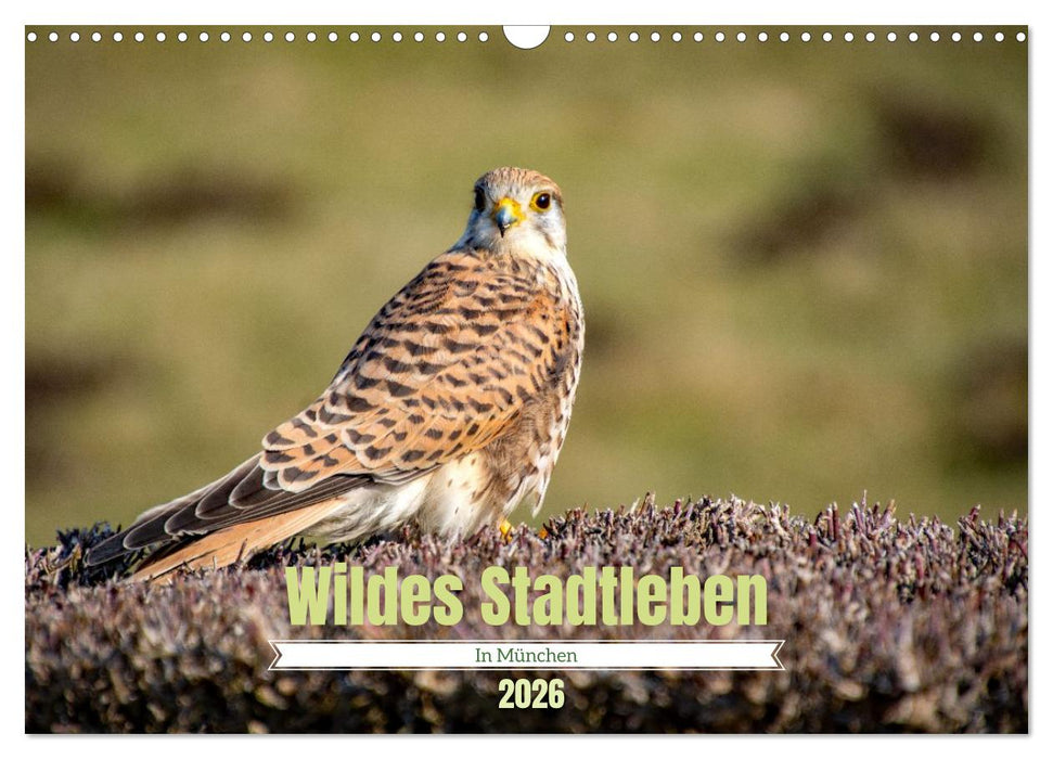 Wildes Stadtleben in München (CALVENDO Wandkalender 2026)