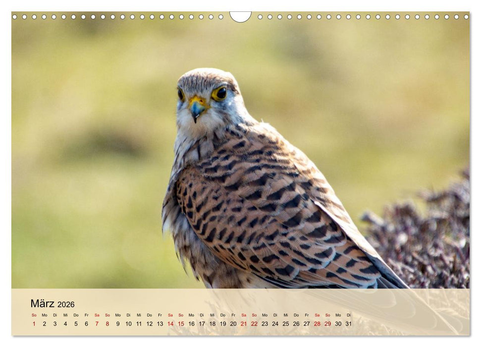 Wildes Stadtleben in München (CALVENDO Wandkalender 2026)